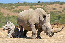 A rhino grazing in the South African bush